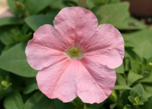 ペチュニア パステルカラーの花 ピンク