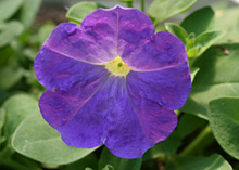 ペチュニア：紫色の花