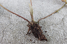 ポテンティラ：3栽培終了時の根の様子