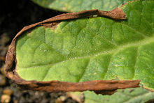 プリムラ・ポリアンサ：葉の縁の褐変