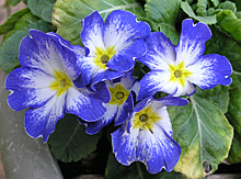 プリムラ・ポリアンサ：紫色の花の咲く株だけ次々と開花