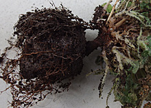 プリムラ・マラコイデス プリマ：栽培終了時の根の様子