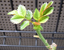 バラ：新芽 2011
