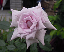 バラ：２番花開花 2011