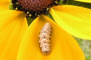 ルドベキアの花についた虫
