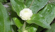 センニチコウ：白い花の開花