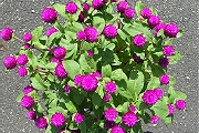 センニチコウ：９月上旬の花