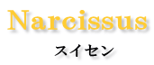 Narcissus スイセン