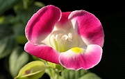 トレニア：赤い花の開花
