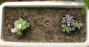 トレニア：定植時の株の様子