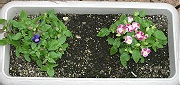 トレニア：７月上旬の株の様子