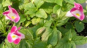 トレニア：切り戻し後の開花