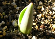 チューリップ：２月上旬の芽の様子