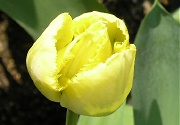 チューリップ：黄色い花の開花