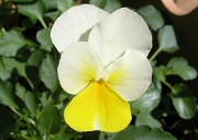 薄黄色の花