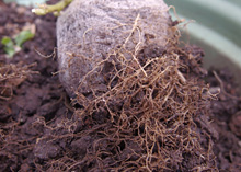 ビオラ：栽培終了時の根