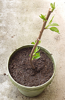 �T�N�� �\���C���V�m �A�t