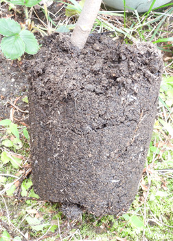 �T�N�� �\���C���V�m �w�����̍��̗l�q