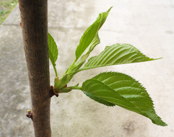 �T�N�� �\���C���V�m �A�t���̗t�̗l�q