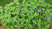 トレニア：７月下旬の株の様子