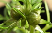 ڂ