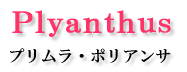 Plyanthus vE|A^