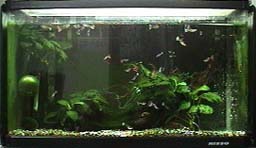 60cm aquarium