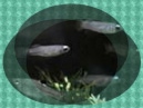 lampeye