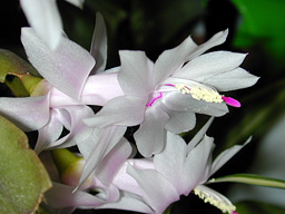 ジーナ花