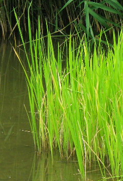 真菰 京都広沢池