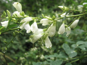 白萩の花 鎌倉市宝戒寺にて