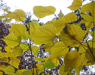 黄葉した桐の葉
