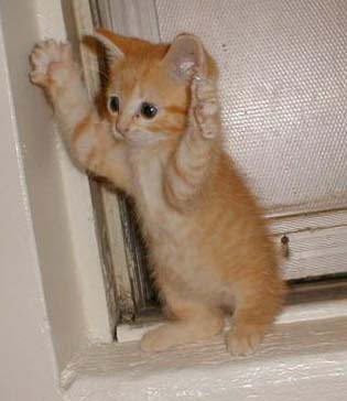 �q�L���Њd���B�傫�������悤�Ƃ��Ă�炵�����ǁA�ł����킢�����������Ȃ��B���������B