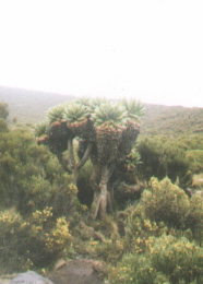 Photo Africana