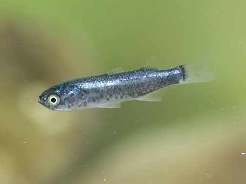 セスジボラ幼魚