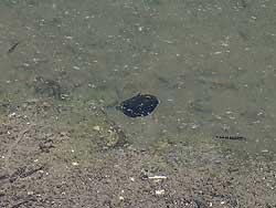 カゴカキダイ稚魚