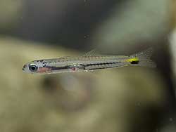 ネンブツダイ稚魚
