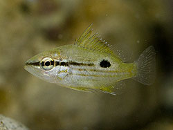 ニセクロホシフエダイ幼魚