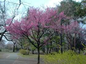 sakura/0296-28.jpg