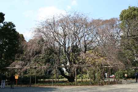 小石川後楽園sakura05/d0043-45.jpg