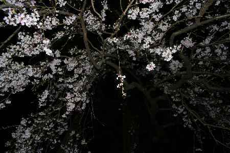 sakura05a/1693-45.jpg