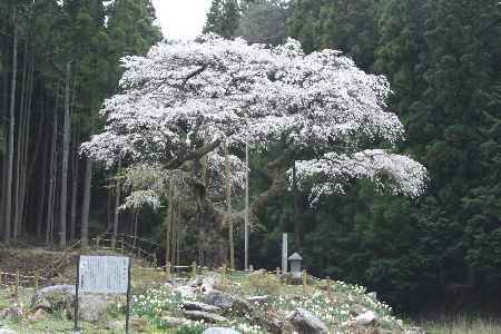 1836枝垂桜