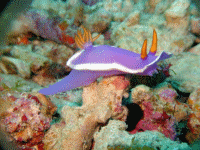 �V���f�����E�~�E�V