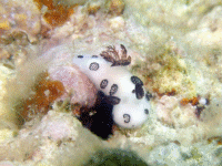 �u�`�E�~�E�V