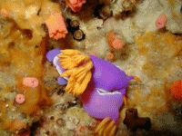 �V���f����