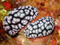 �R�C�{�E�~�E�V