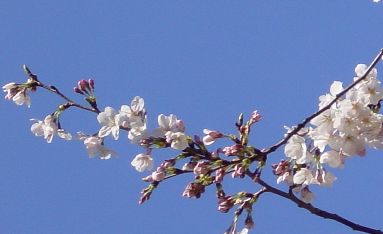桜（その一）