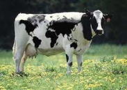 ���̎ʐ^