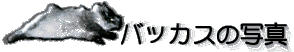 �o�b�J�X�̎ʐ^