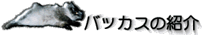 �o�b�J�X�̏Љ�